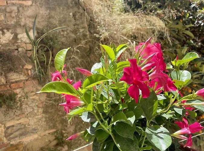 Apartman Pigna Tommy House